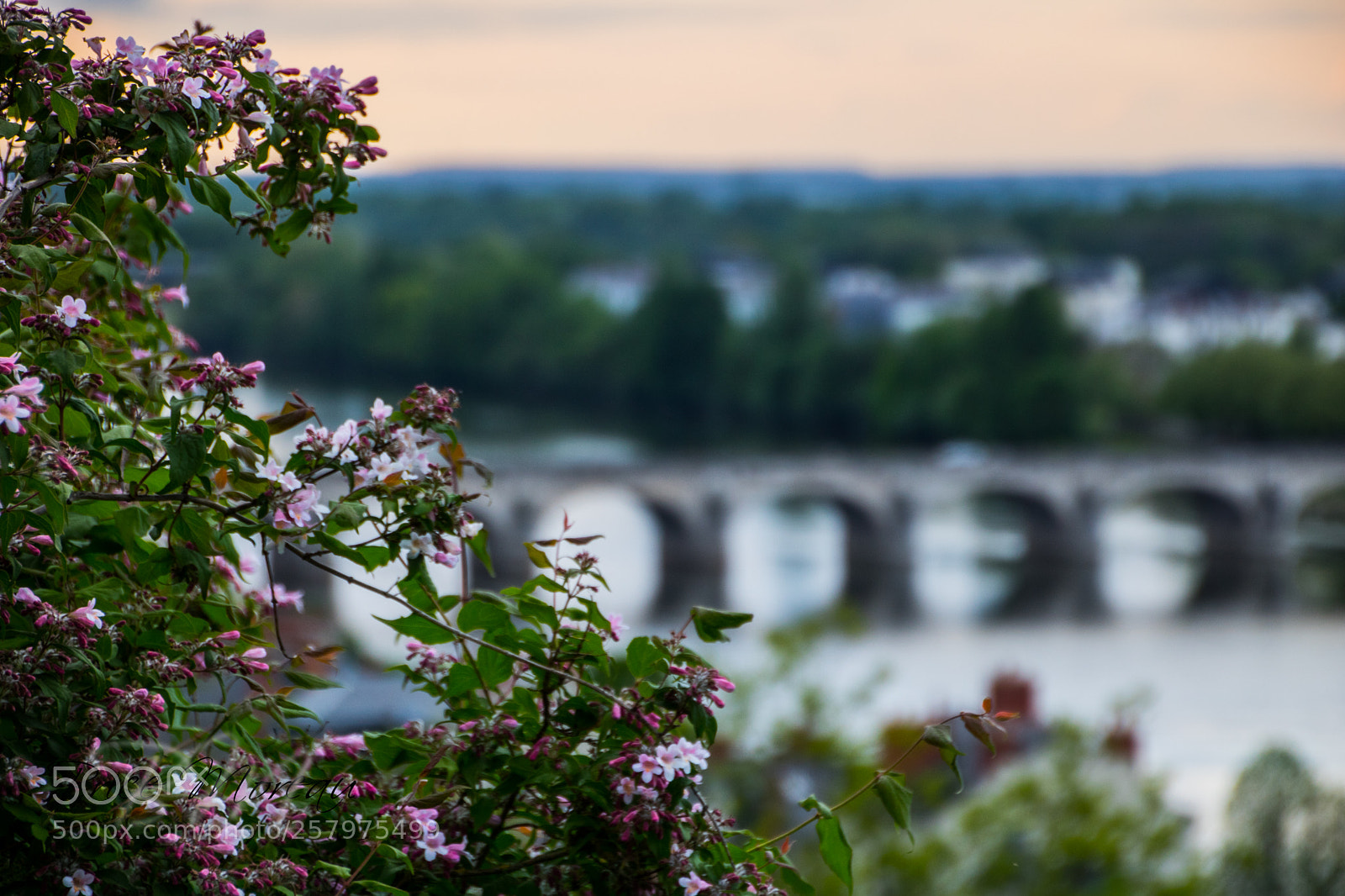 Canon EOS 750D (EOS Rebel T6i / EOS Kiss X8i) sample photo. A bridge behind flowers photography