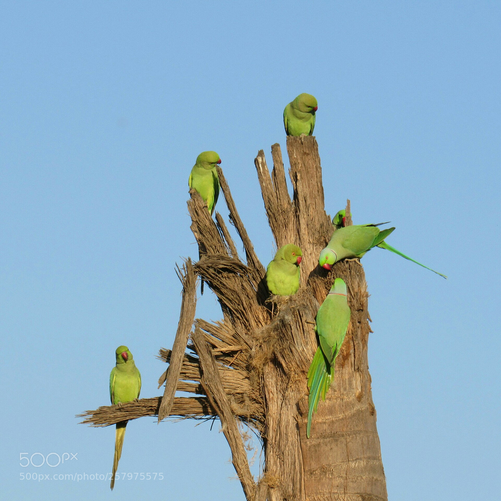 Canon PowerShot SX530 HS sample photo. Chatting. rose-ringed parakeet photography