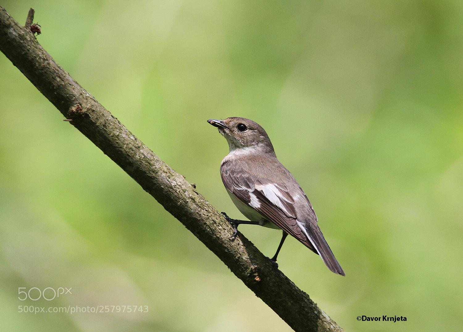 Canon EOS 7D sample photo. Collared flycatcher photography