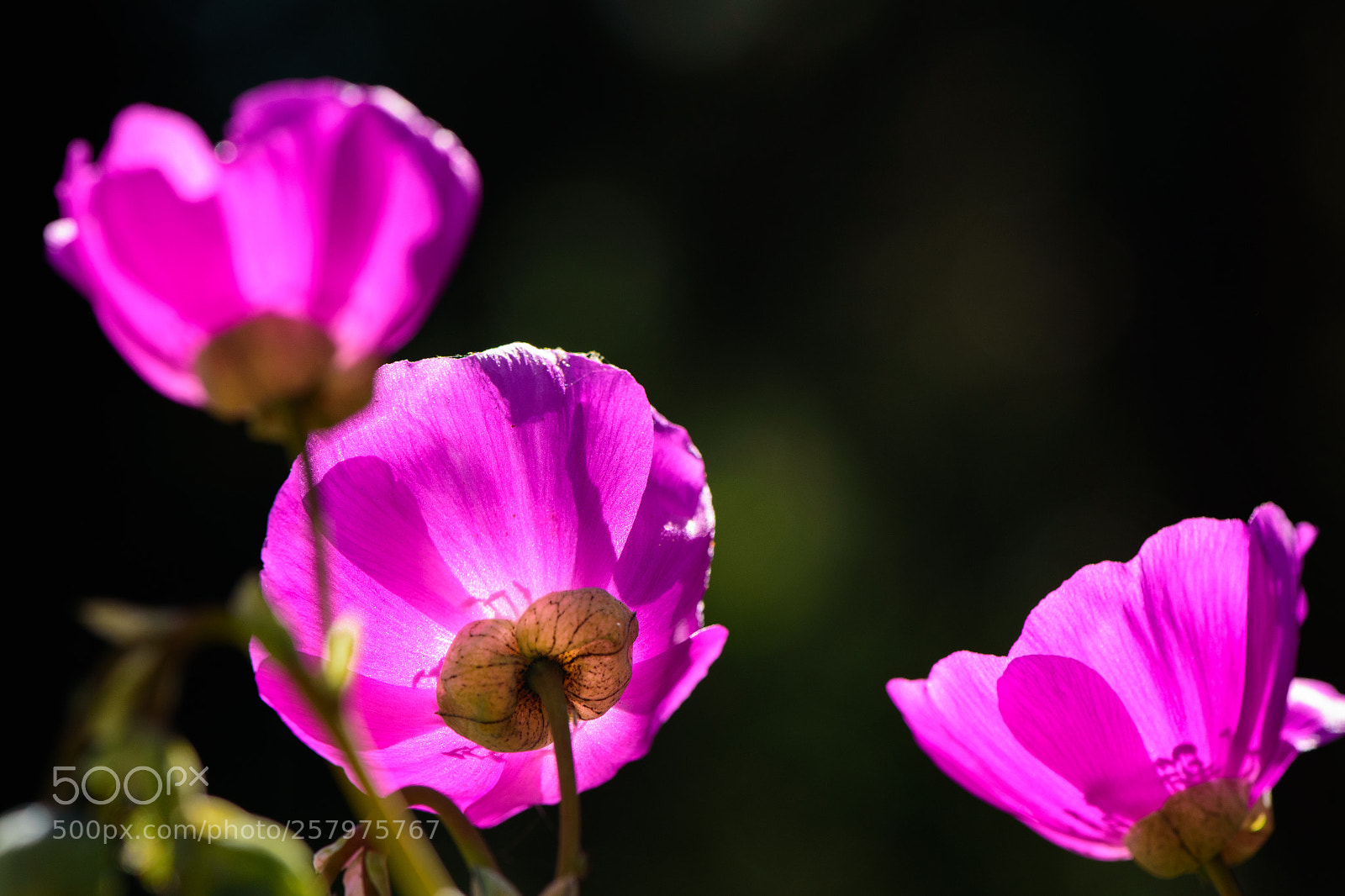 Nikon D750 sample photo. Mother's day poppies photography