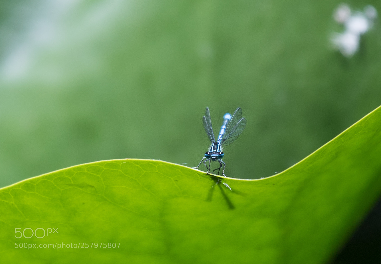 Canon EOS 6D Mark II sample photo. Dragonfly photography