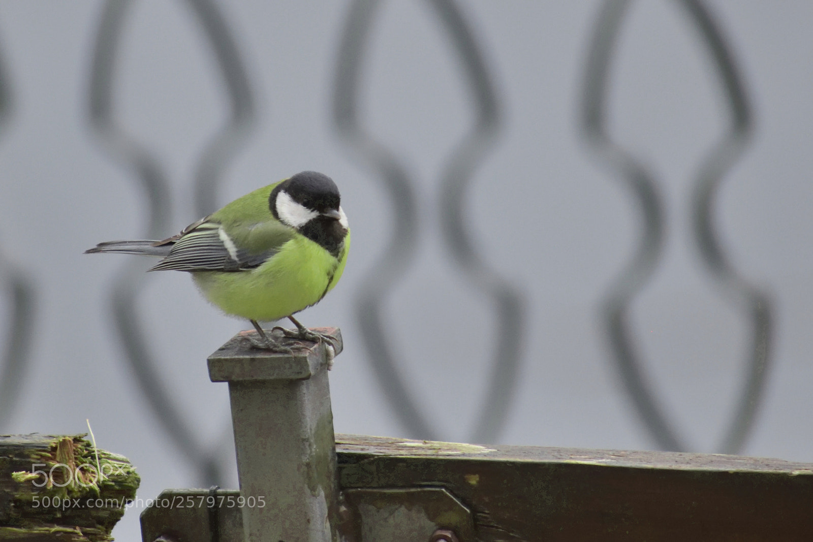 Nikon D3300 sample photo. Great tit in cold photography