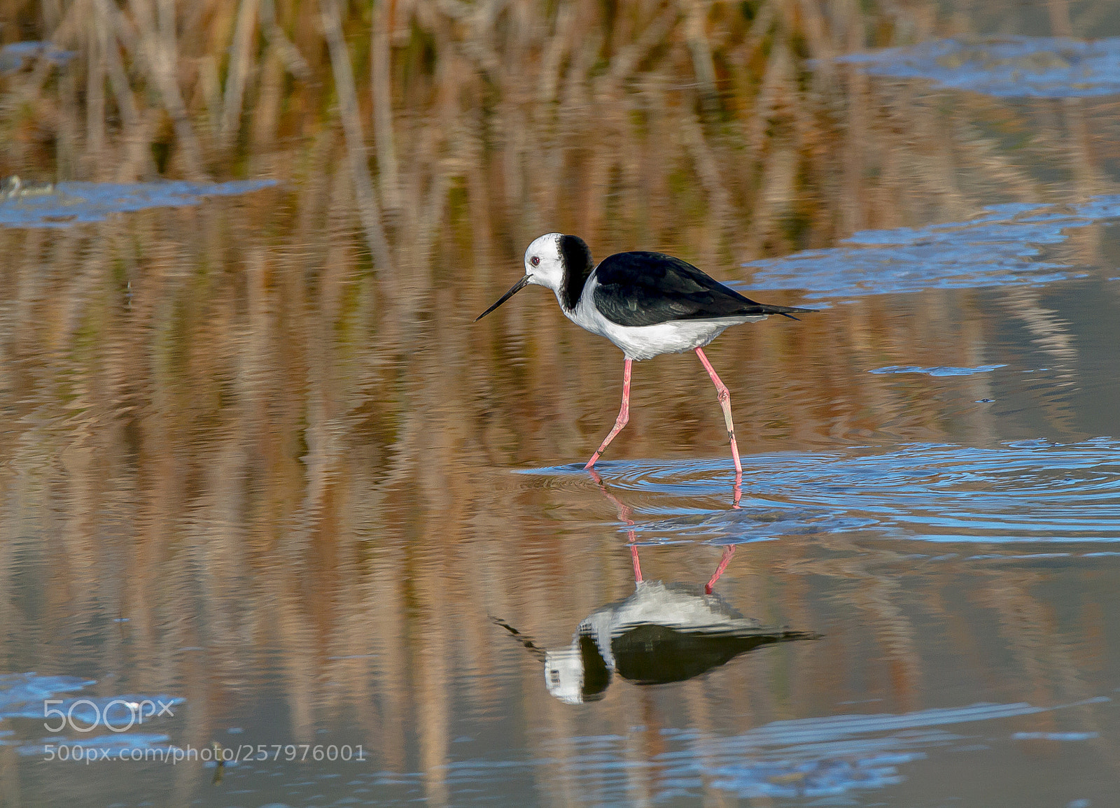 Canon EOS 7D sample photo. Pied stilt photography