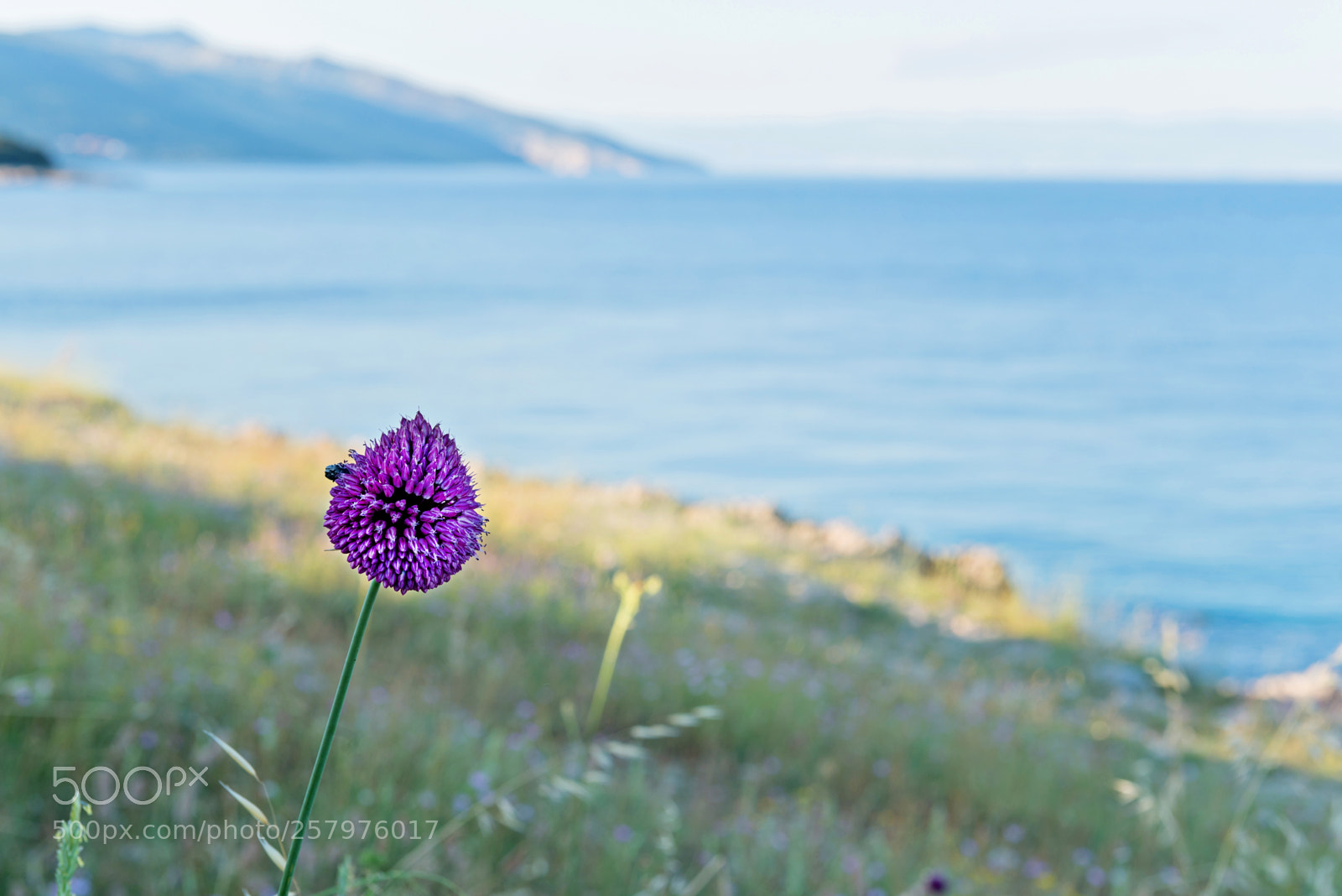 Nikon D610 sample photo. Macro shot of purple photography