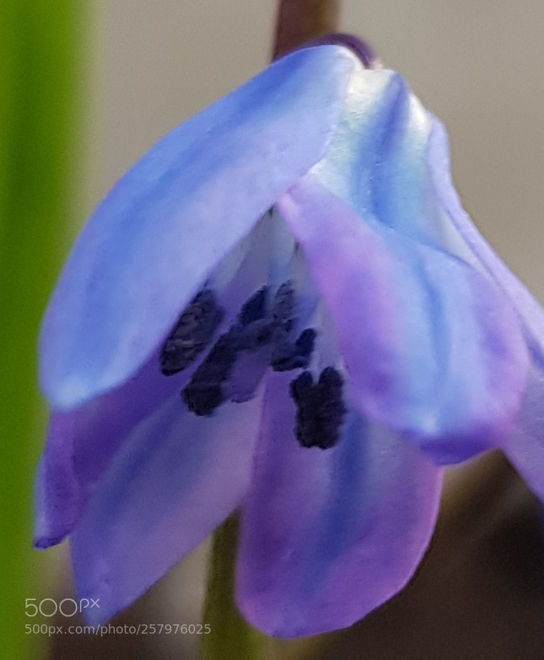 Samsung Galaxy S8 sample photo. Tender photography