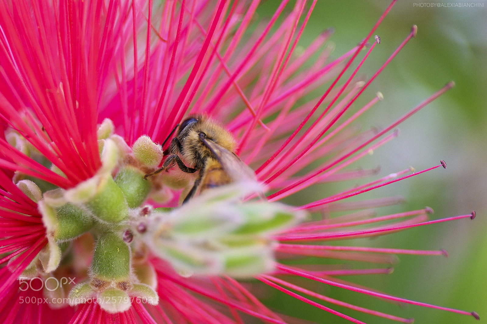 Canon EOS 7D Mark II sample photo. Bee photography