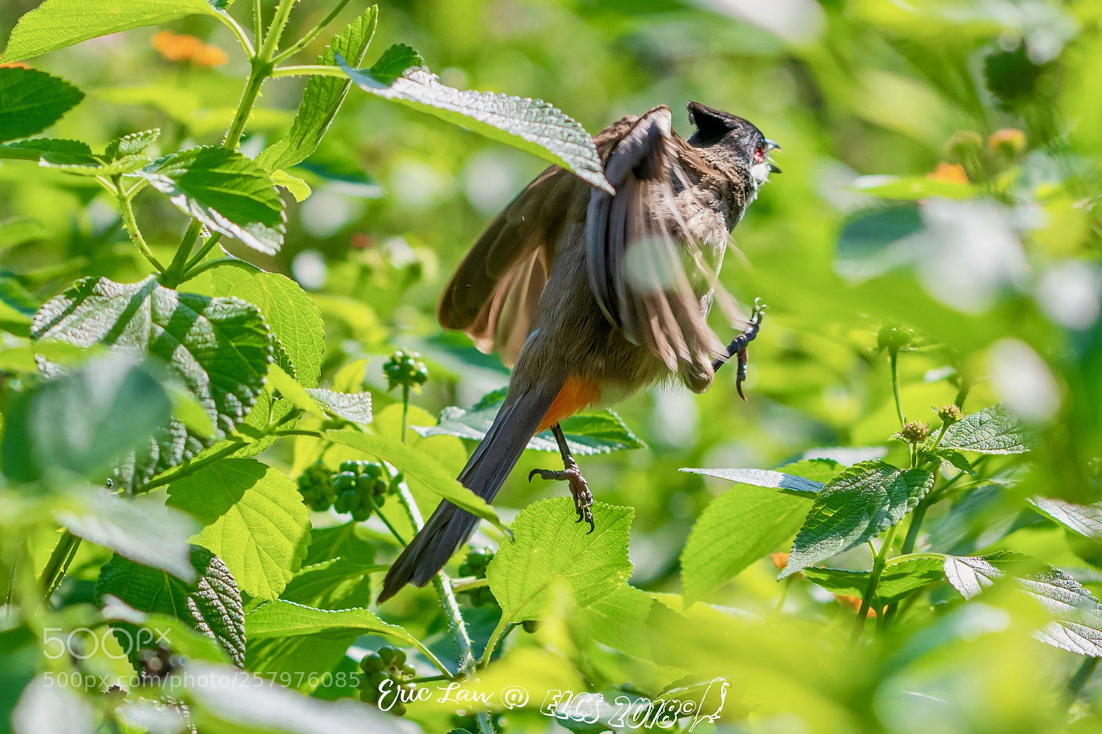 Nikon D850 sample photo. Run away photography