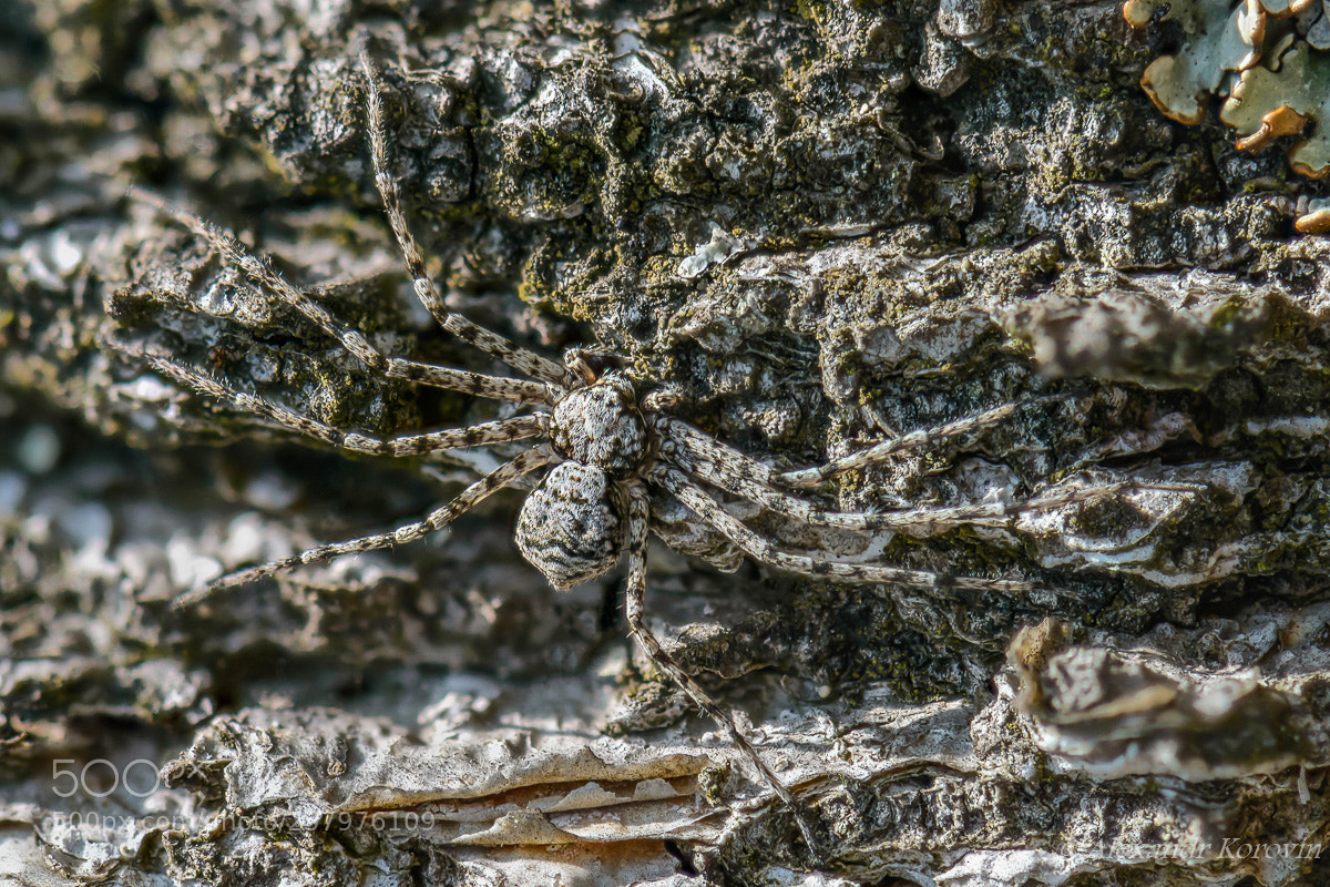Nikon D610 sample photo. ... photography