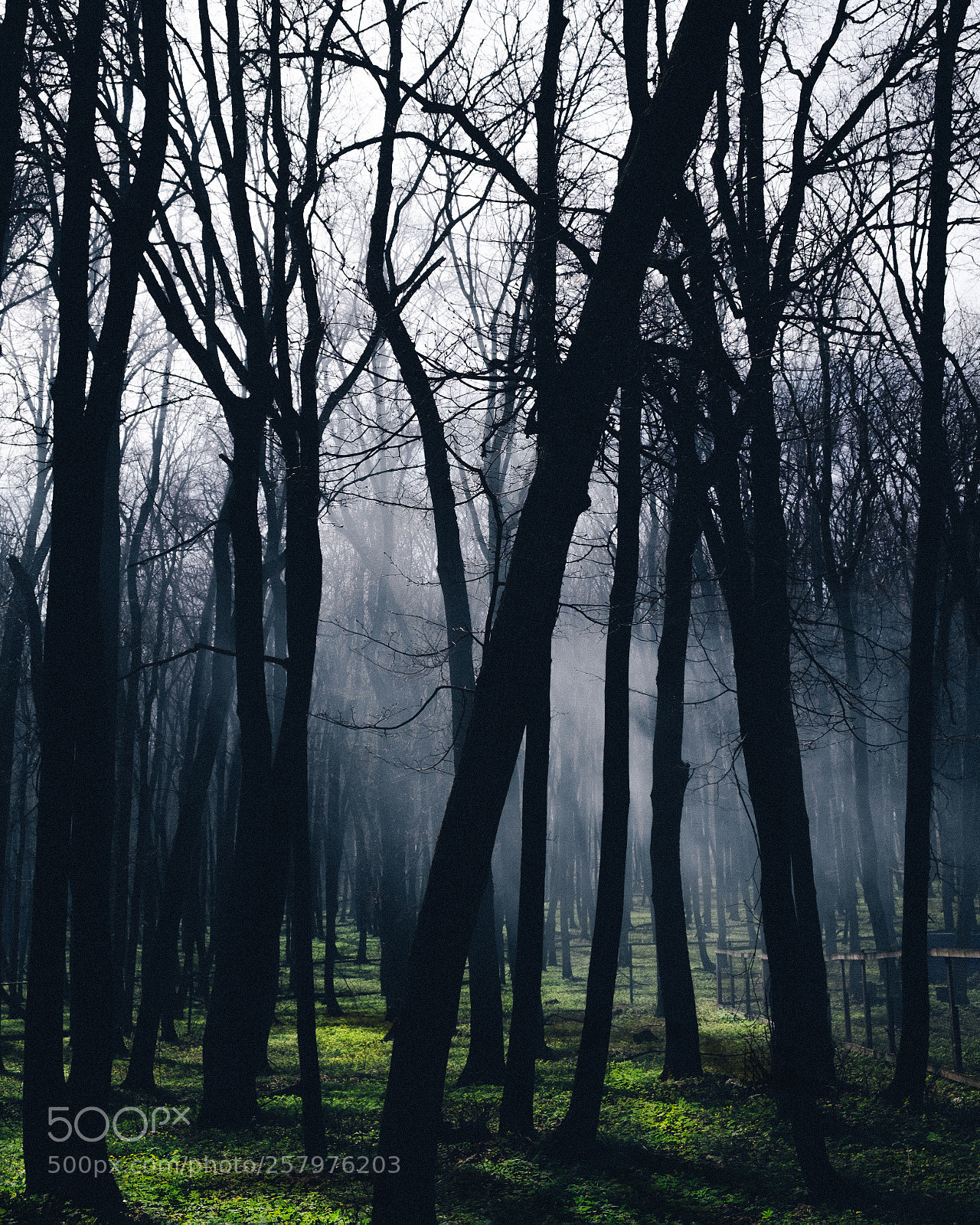 Fujifilm X-T2 sample photo. Misty forest photography