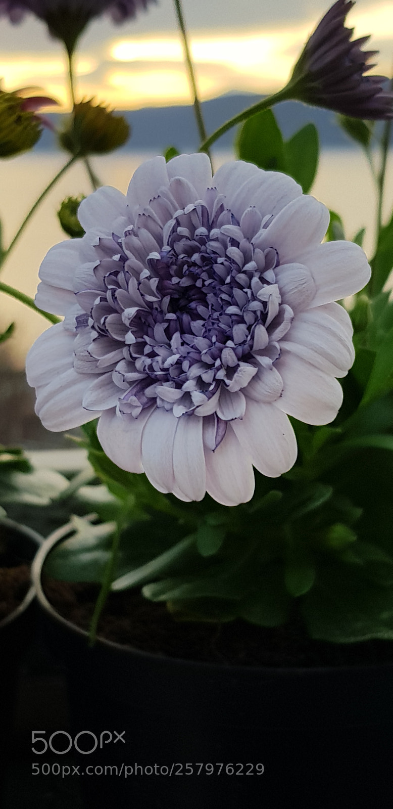 Samsung Galaxy S8 sample photo. Spanish margarita photography