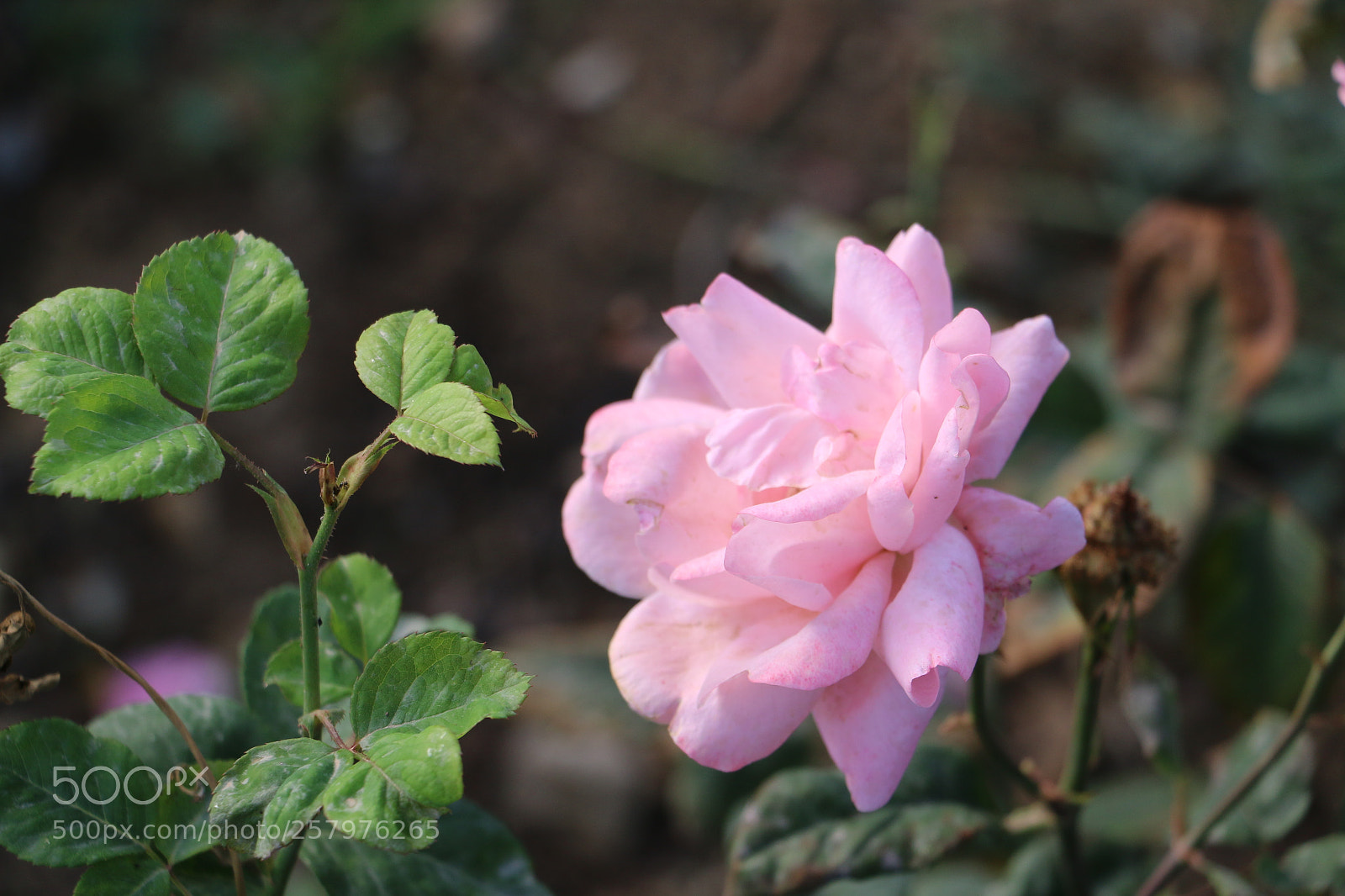 Canon EOS 70D sample photo. Flowers photography