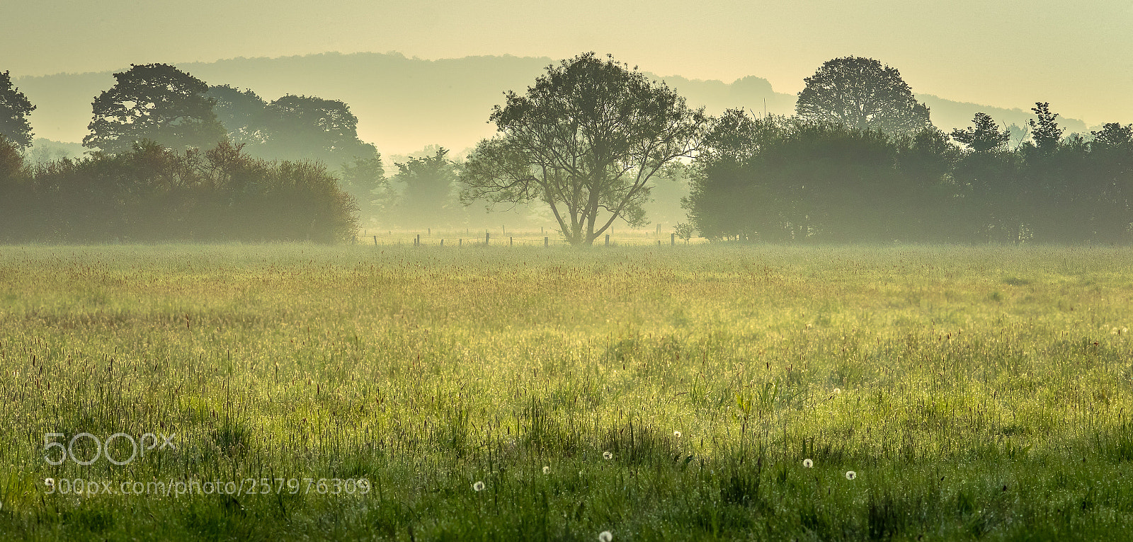 Canon EOS-1D X Mark II sample photo. Oxfordshire spring morning photography