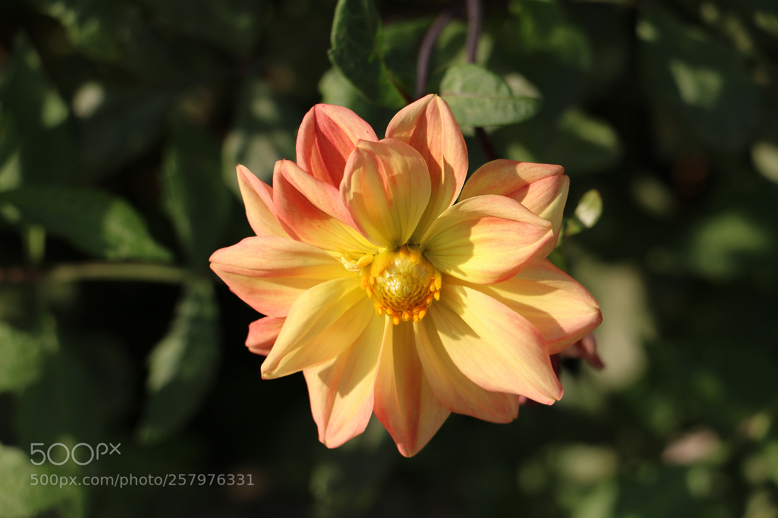 Canon EOS 70D sample photo. Flowers photography