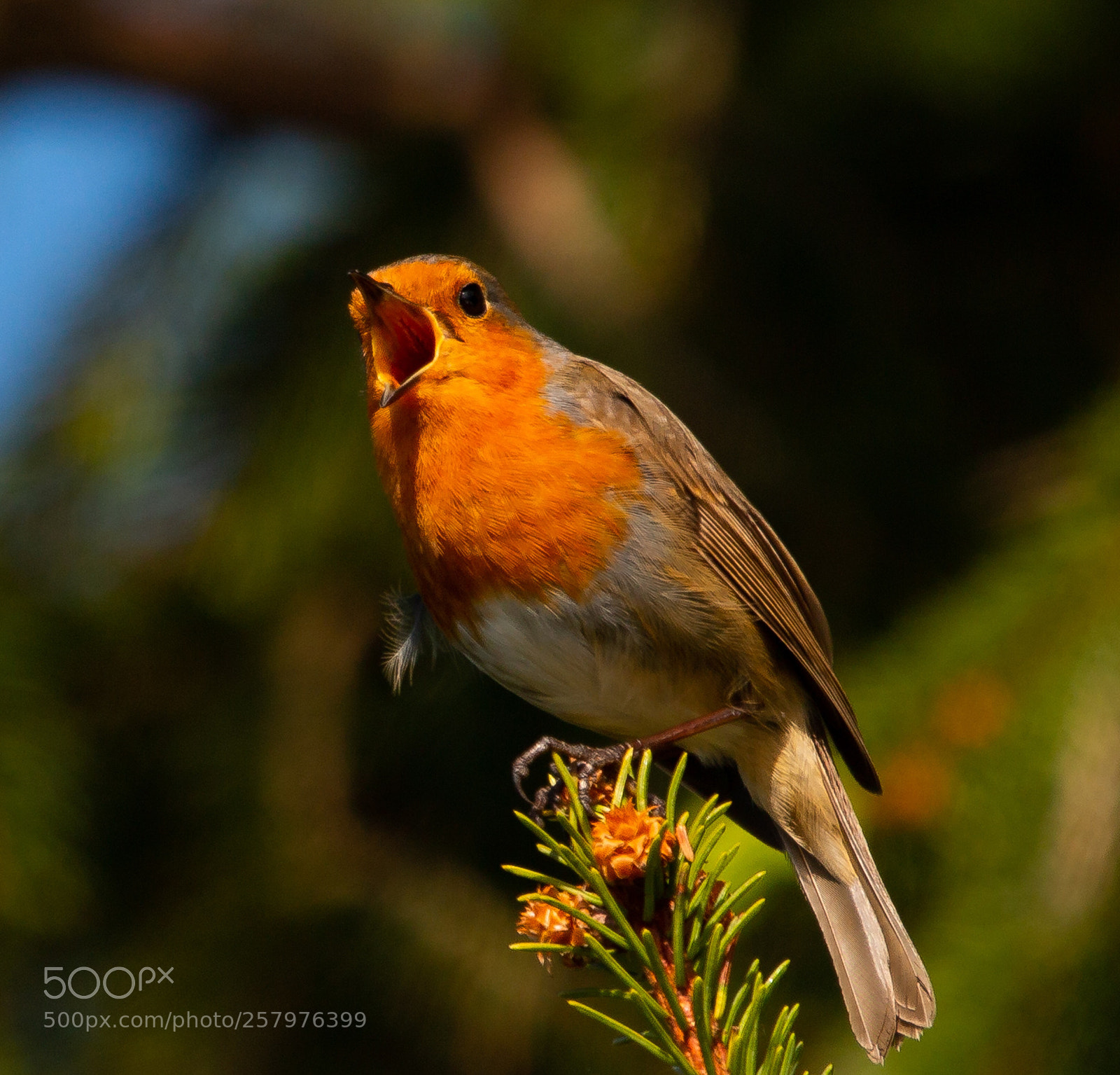 Canon EOS 70D sample photo. Morning song  photography