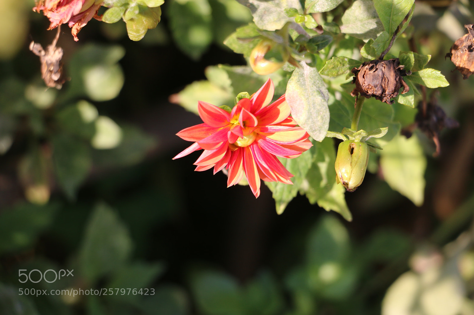 Canon EOS 70D sample photo. Flowers photography