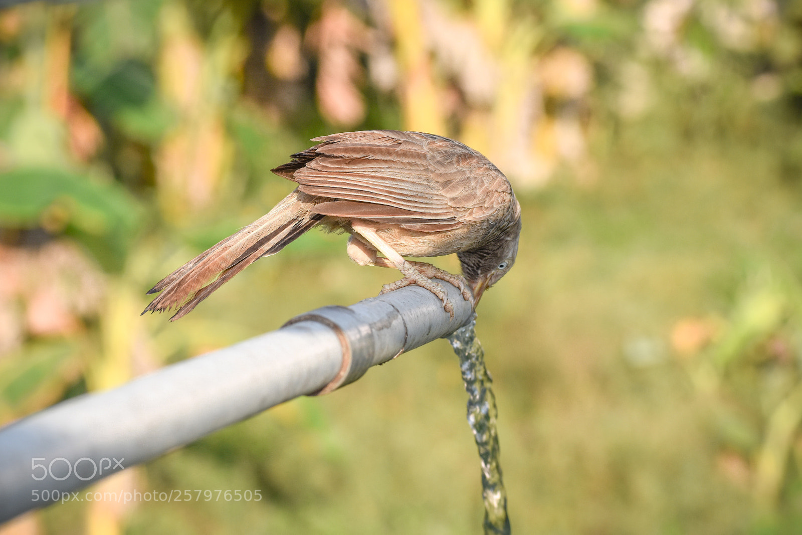 Nikon D5600 sample photo. Thirsty summer photography