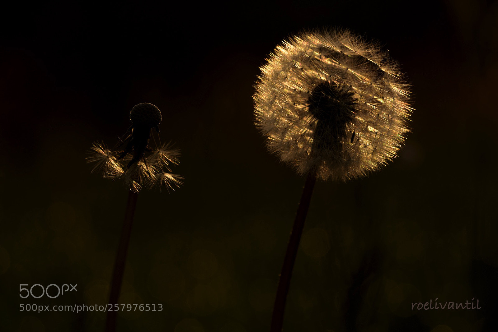 Nikon D750 sample photo. Dandelion in morning light photography