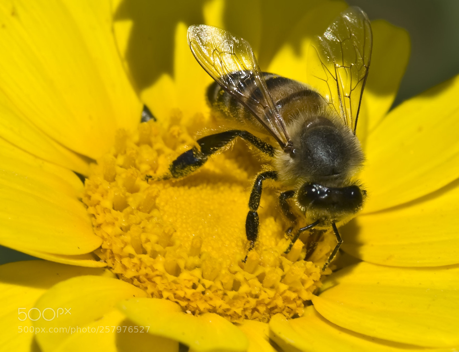 Nikon D200 sample photo. African daisy and bee photography