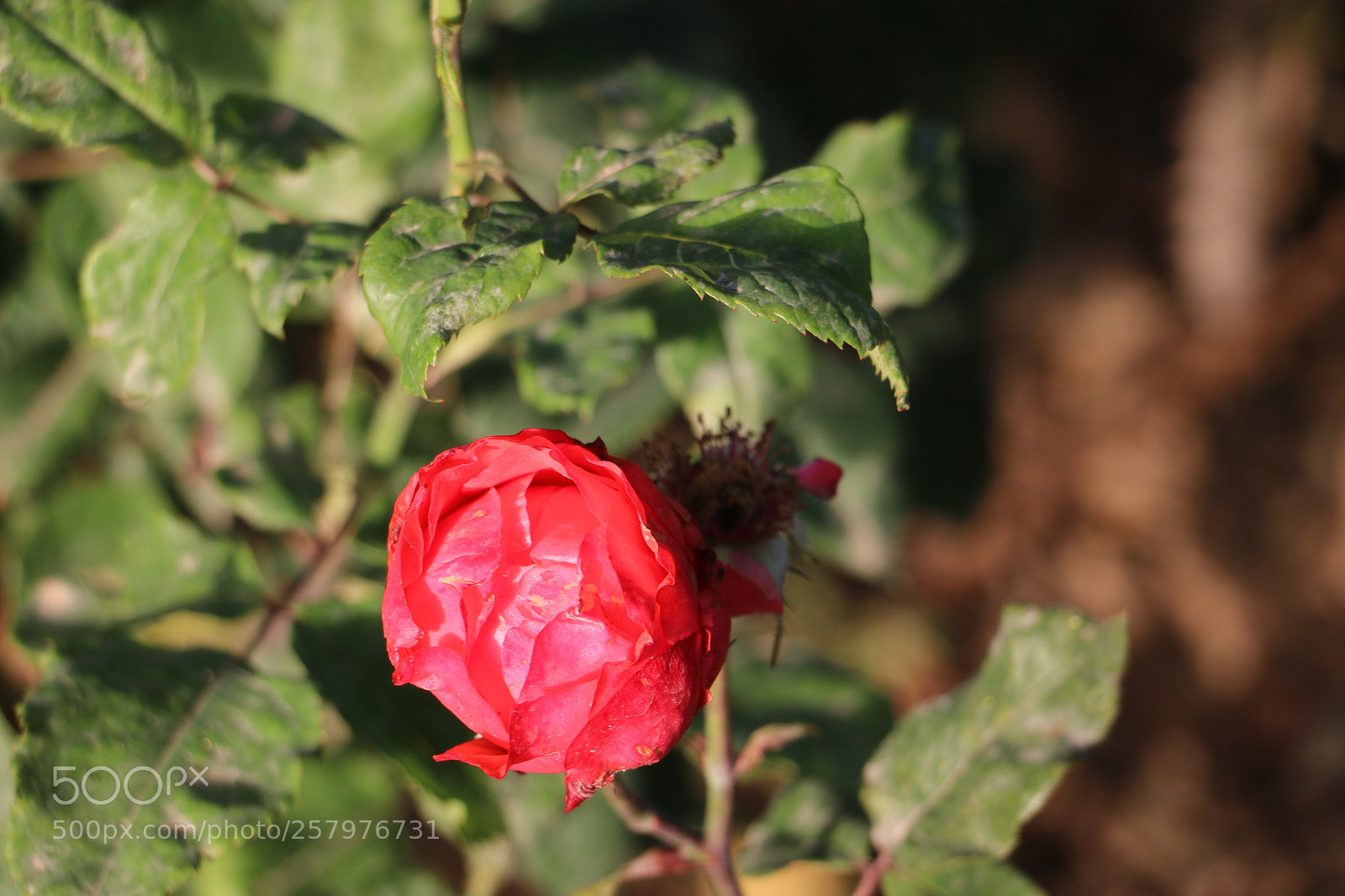Canon EOS 70D sample photo. Flowers photography