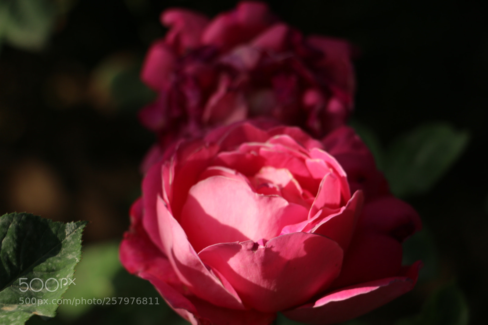 Canon EOS 70D sample photo. Flowers photography