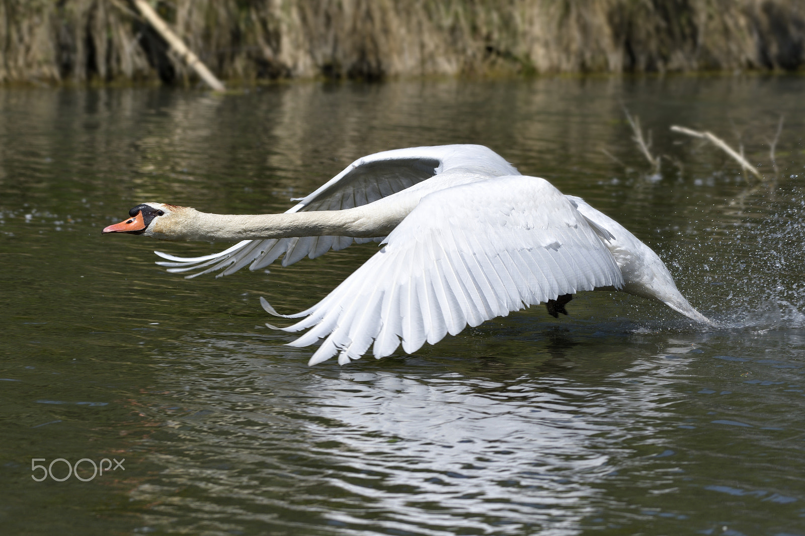 Nikon AF-S Nikkor 200-500mm F5.6E ED VR sample photo. Cygnus olor photography