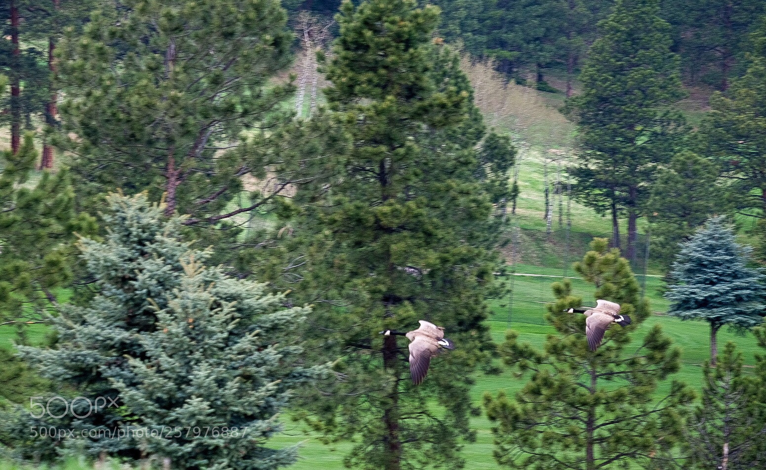 Fujifilm X-H1 sample photo. Wild geese, evergreen lake photography