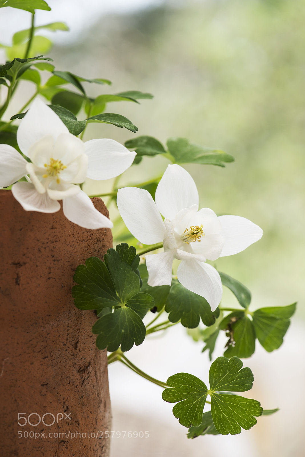 Nikon D610 sample photo. Columbines photography