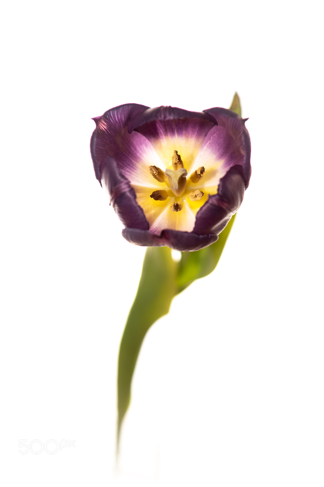 Nikon D850 sample photo. Tulip photography