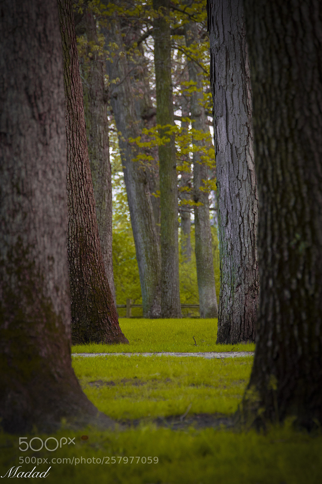 Nikon D90 sample photo. Untitled photography