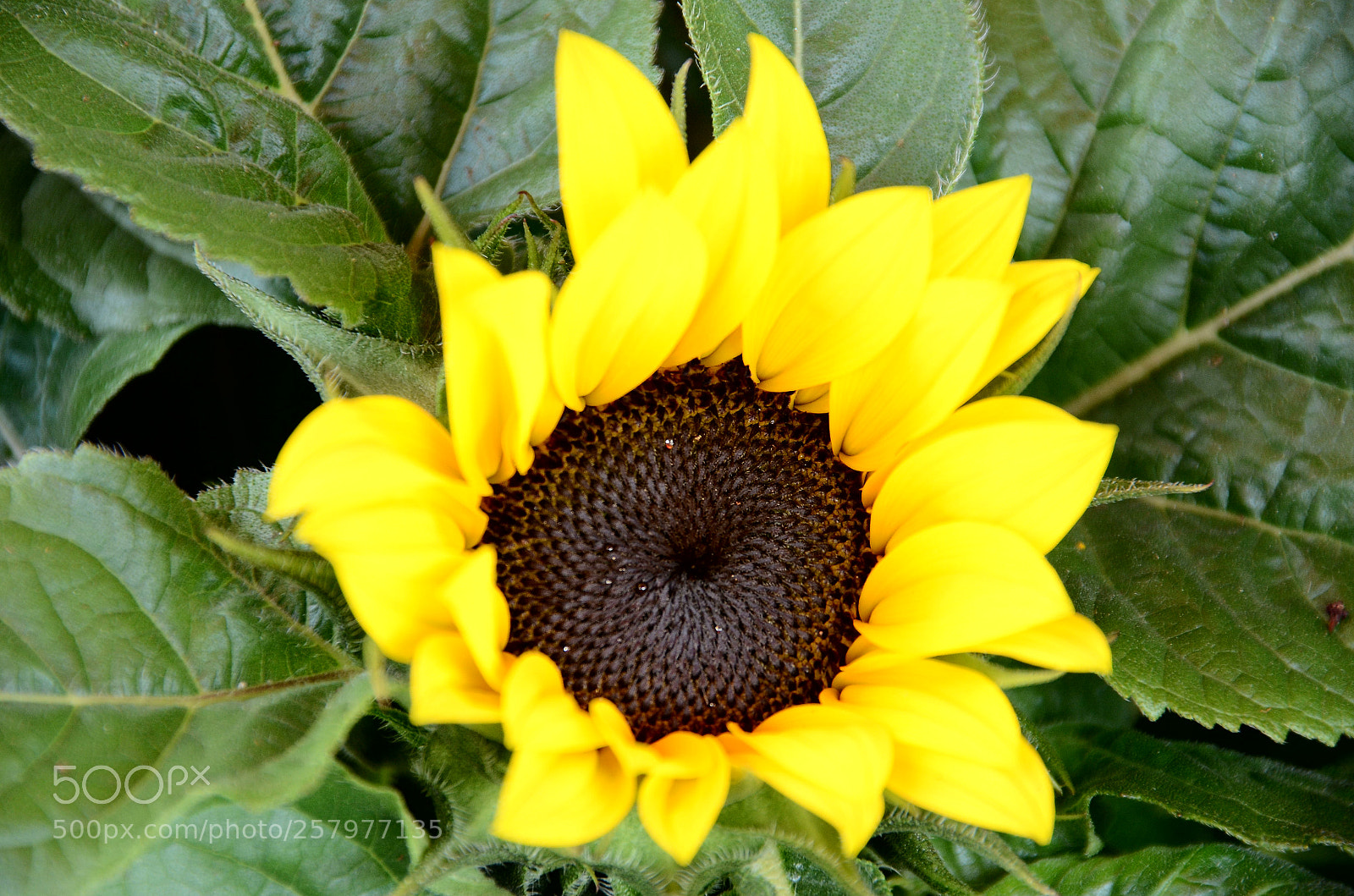 Nikon D7000 sample photo. Green_yellow photography