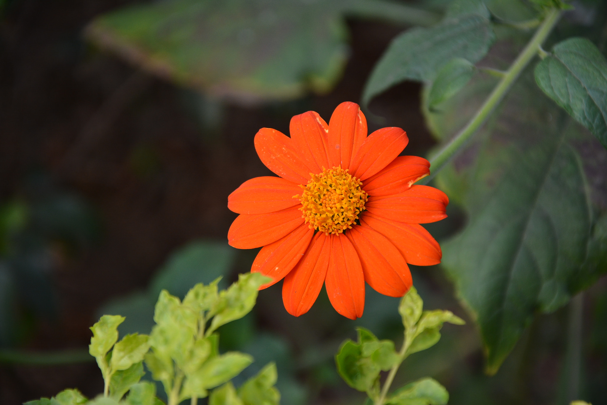 Nikon D7100 sample photo