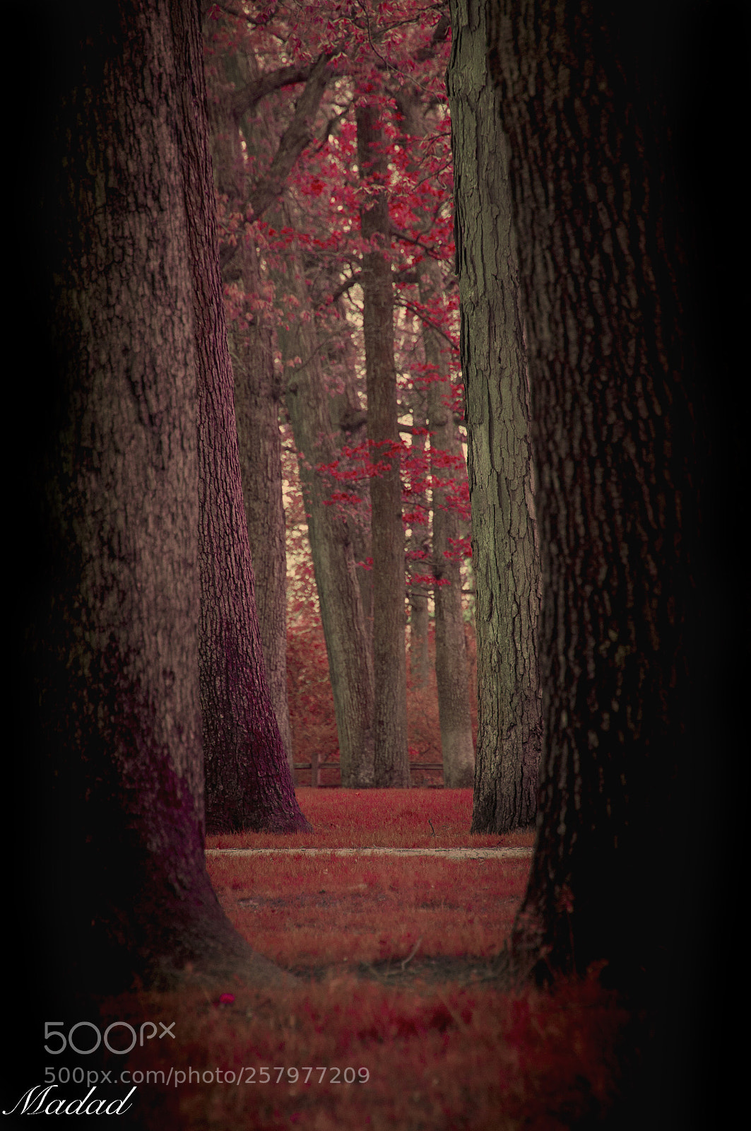Nikon D90 sample photo. Untitled photography