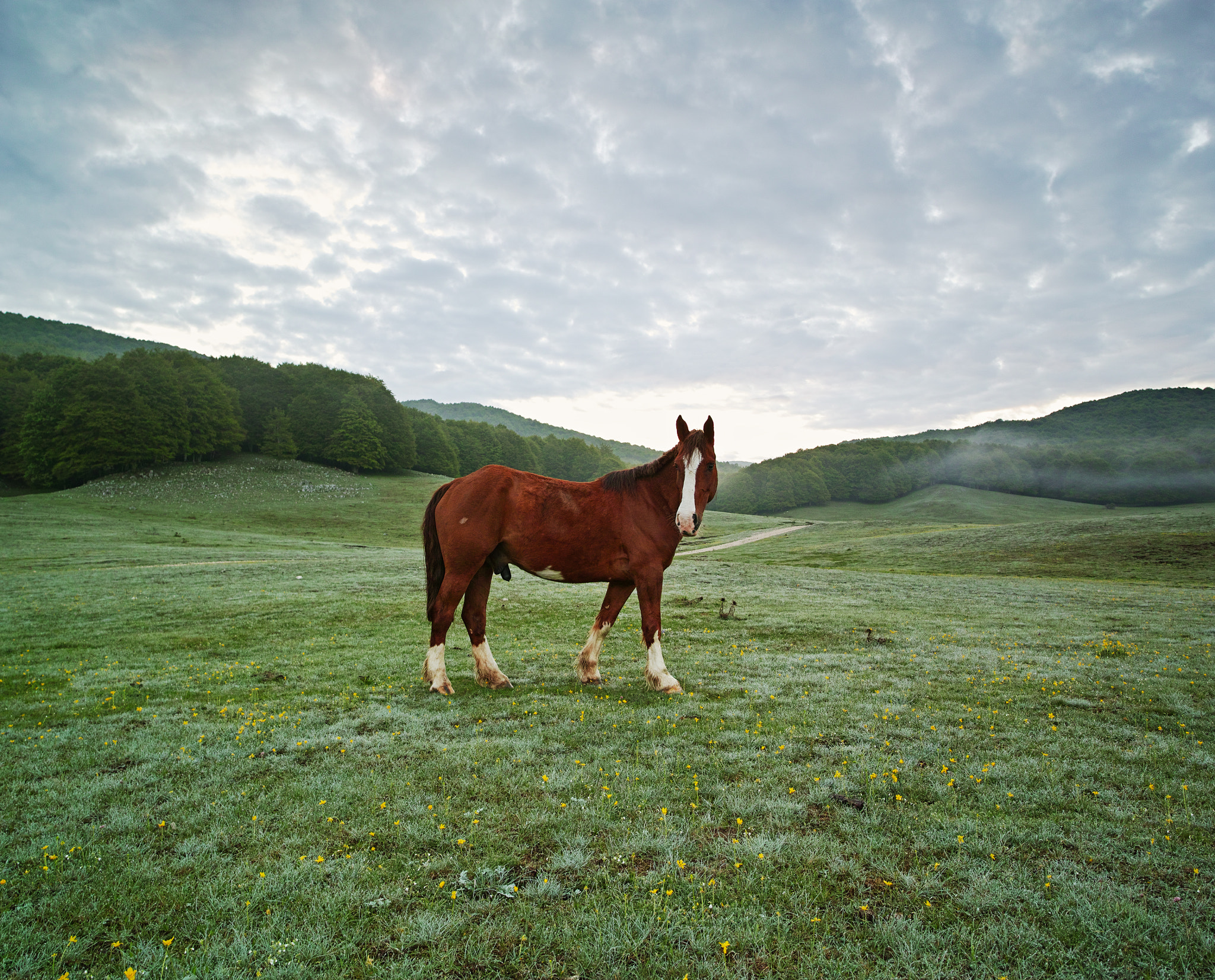 Sigma dp0 Quattro sample photo. "wild horse" photography