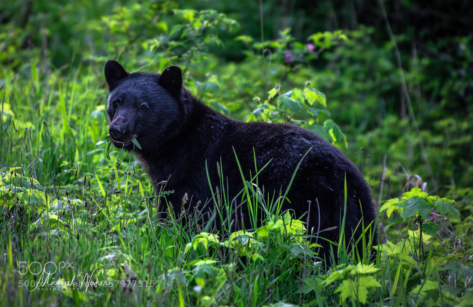 Canon EOS 5D Mark IV sample photo. Vancouver island - black photography