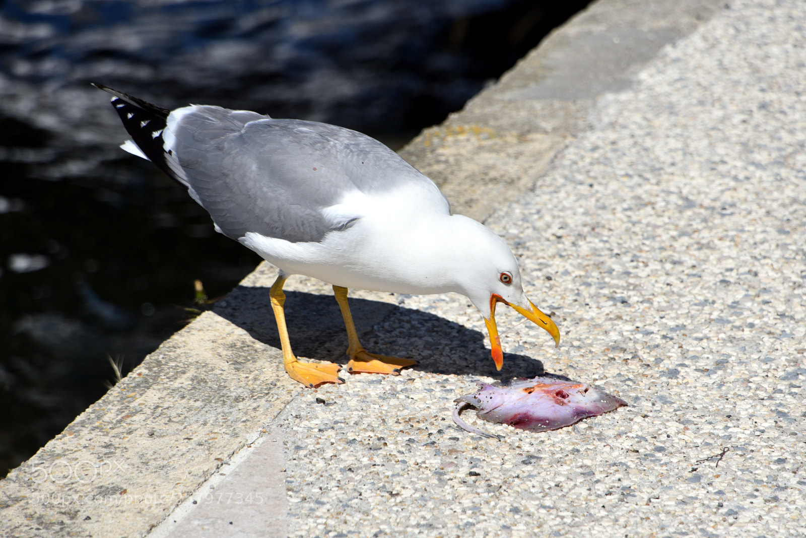 Nikon D750 sample photo. Gull's lunch photography