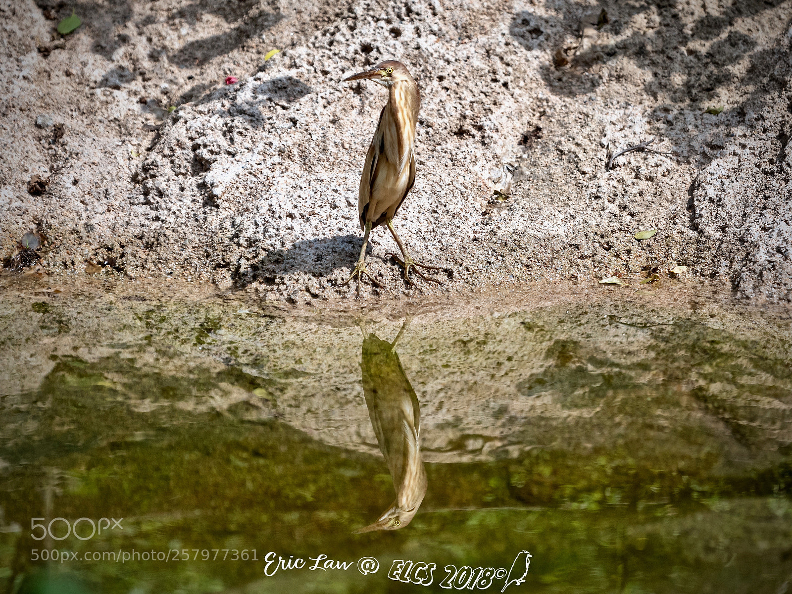 Nikon D850 sample photo. Mirror photography