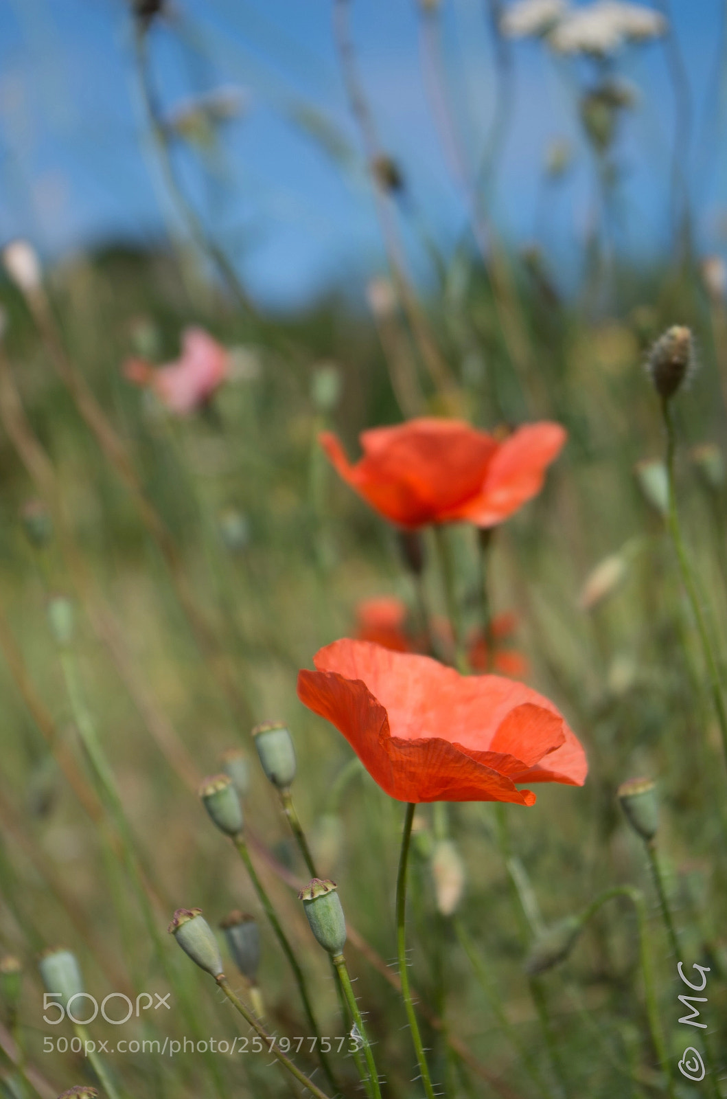 Pentax K-30 sample photo. Poppy photography