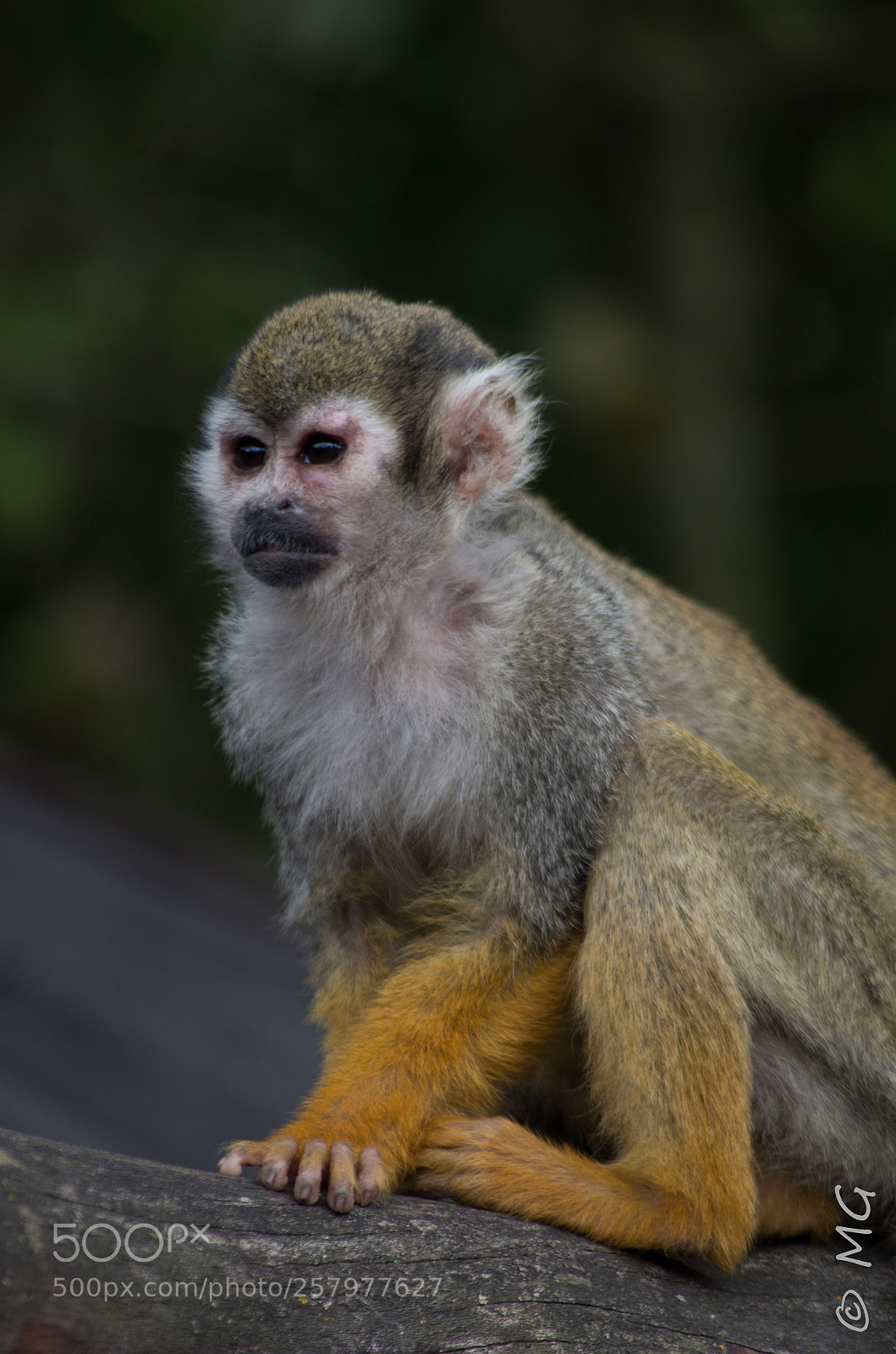 Pentax K-30 sample photo. Saimiri jaune photography