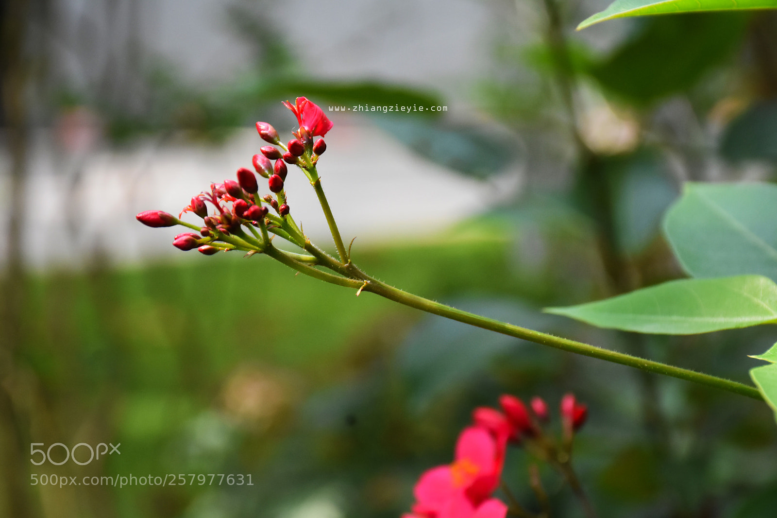 Nikon D7200 sample photo. Flower in yuen long photography