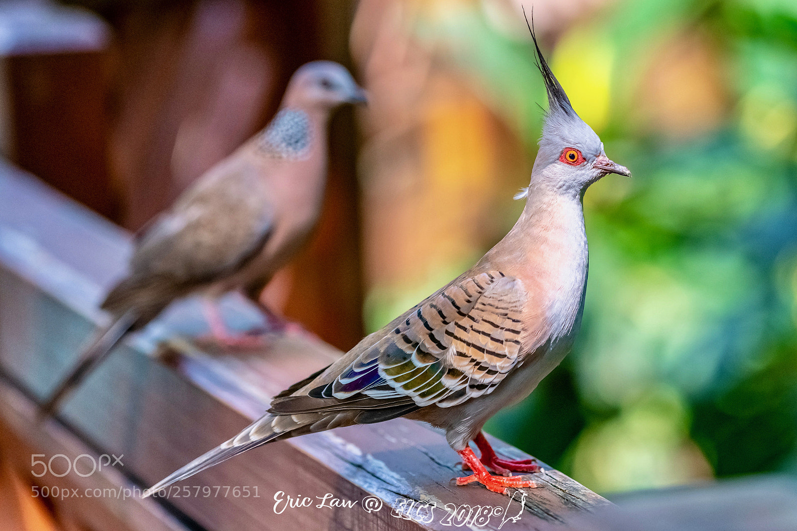Nikon D850 sample photo. Follower photography