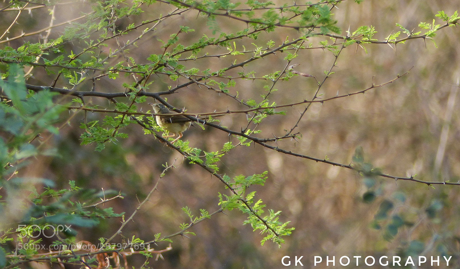 Panasonic Lumix DMC-FZ200 sample photo. Bird on branches photography