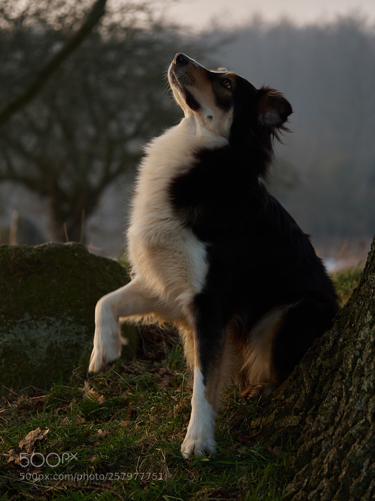 Olympus OM-D E-M5 sample photo. Dog photography