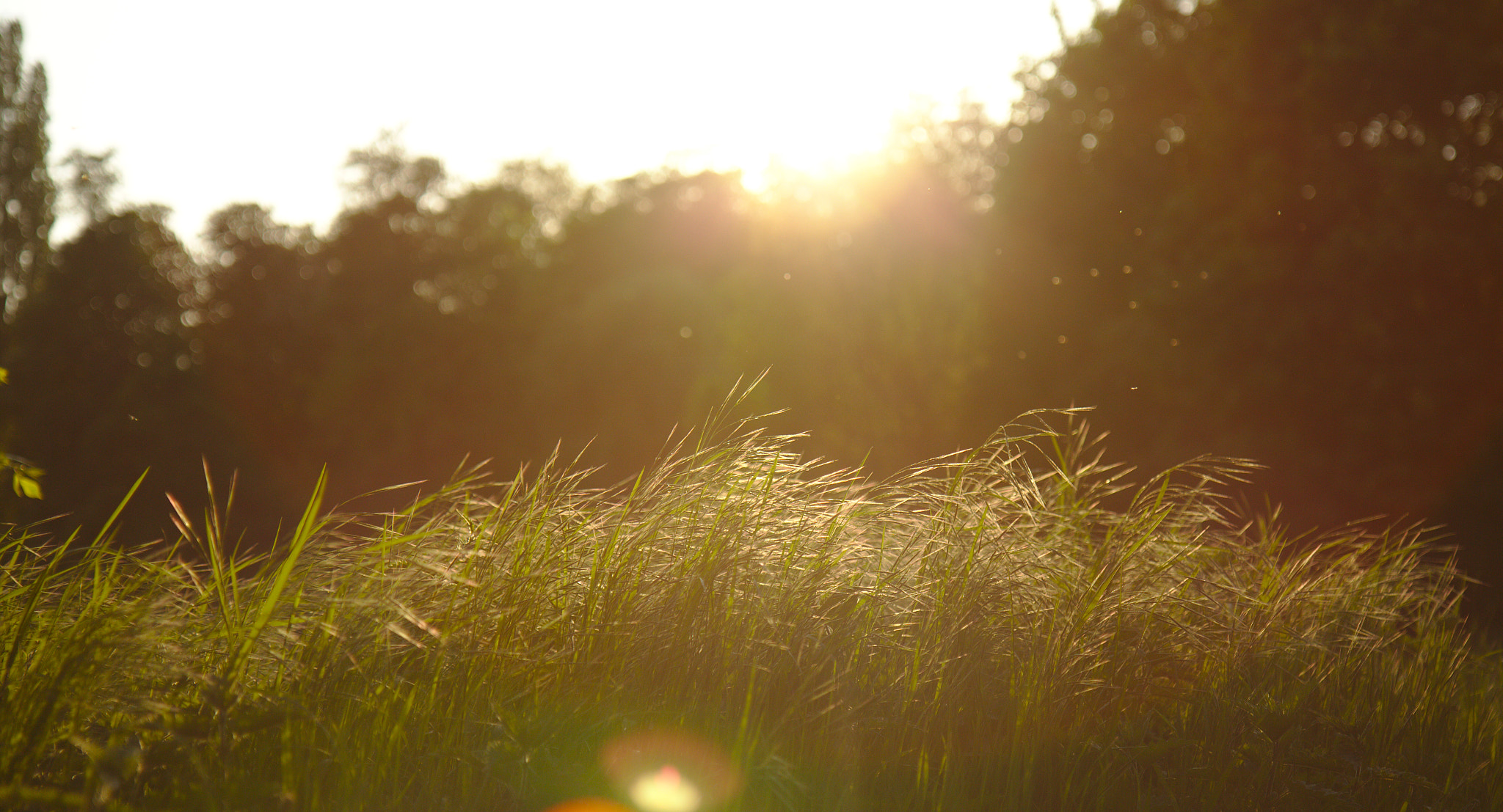 Canon EF-S 17-55mm F2.8 IS USM sample photo. Almost summer photography