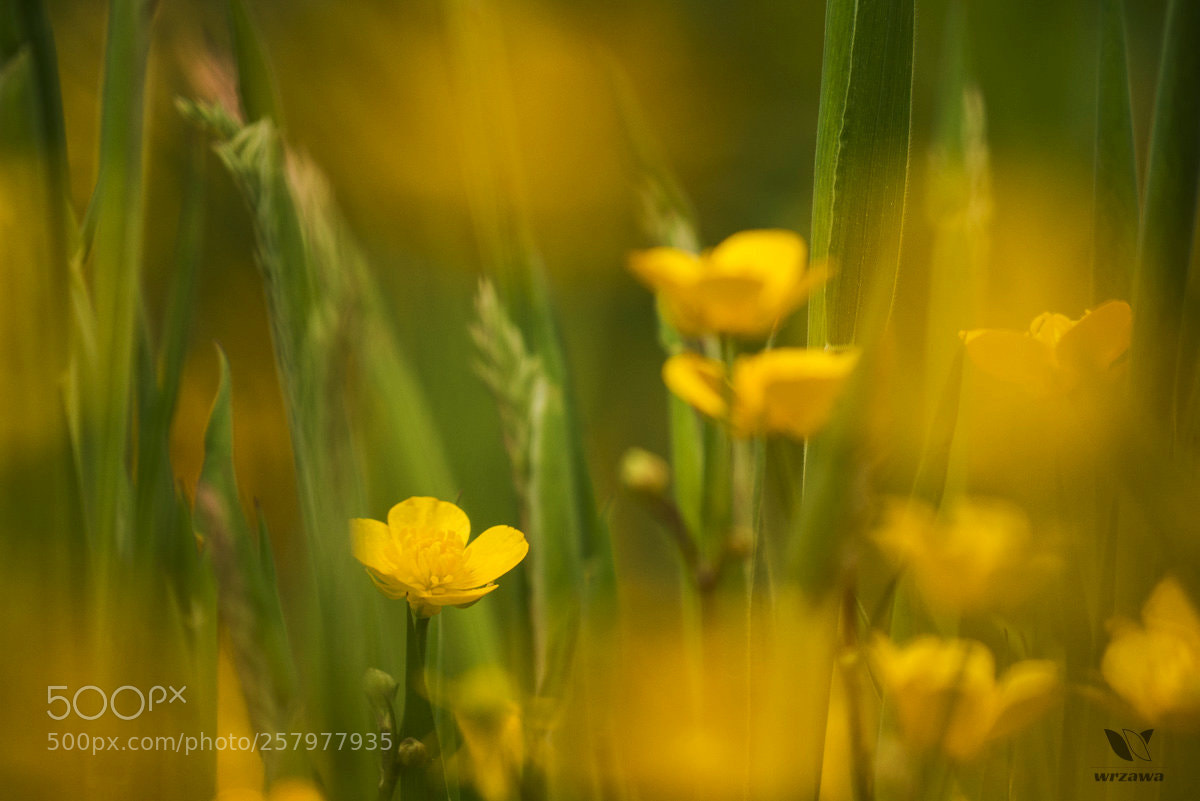 Panasonic Lumix DMC-GX7 sample photo. Yellow everywhere photography