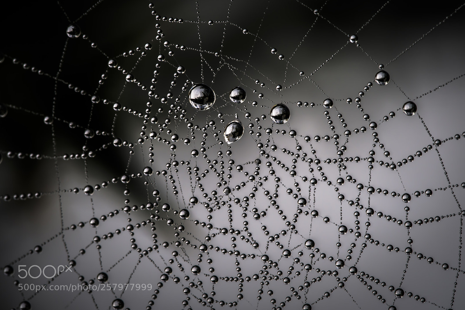 Olympus OM-D E-M5 sample photo. Spider web photography
