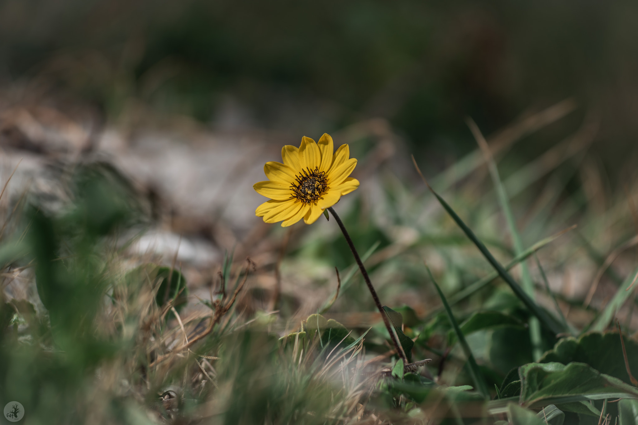 Samsung NX1 sample photo. East coast dune sunflower (helianthus debilis) 2 photography