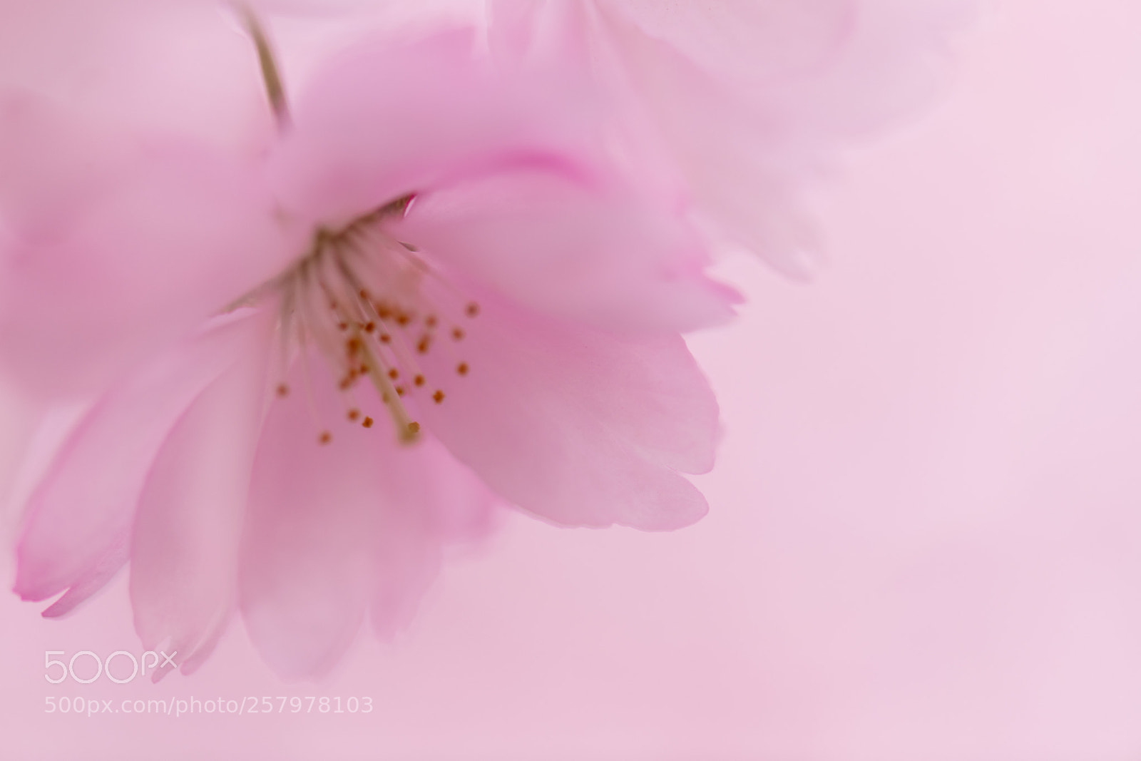 Nikon D850 sample photo. Pink spring photography
