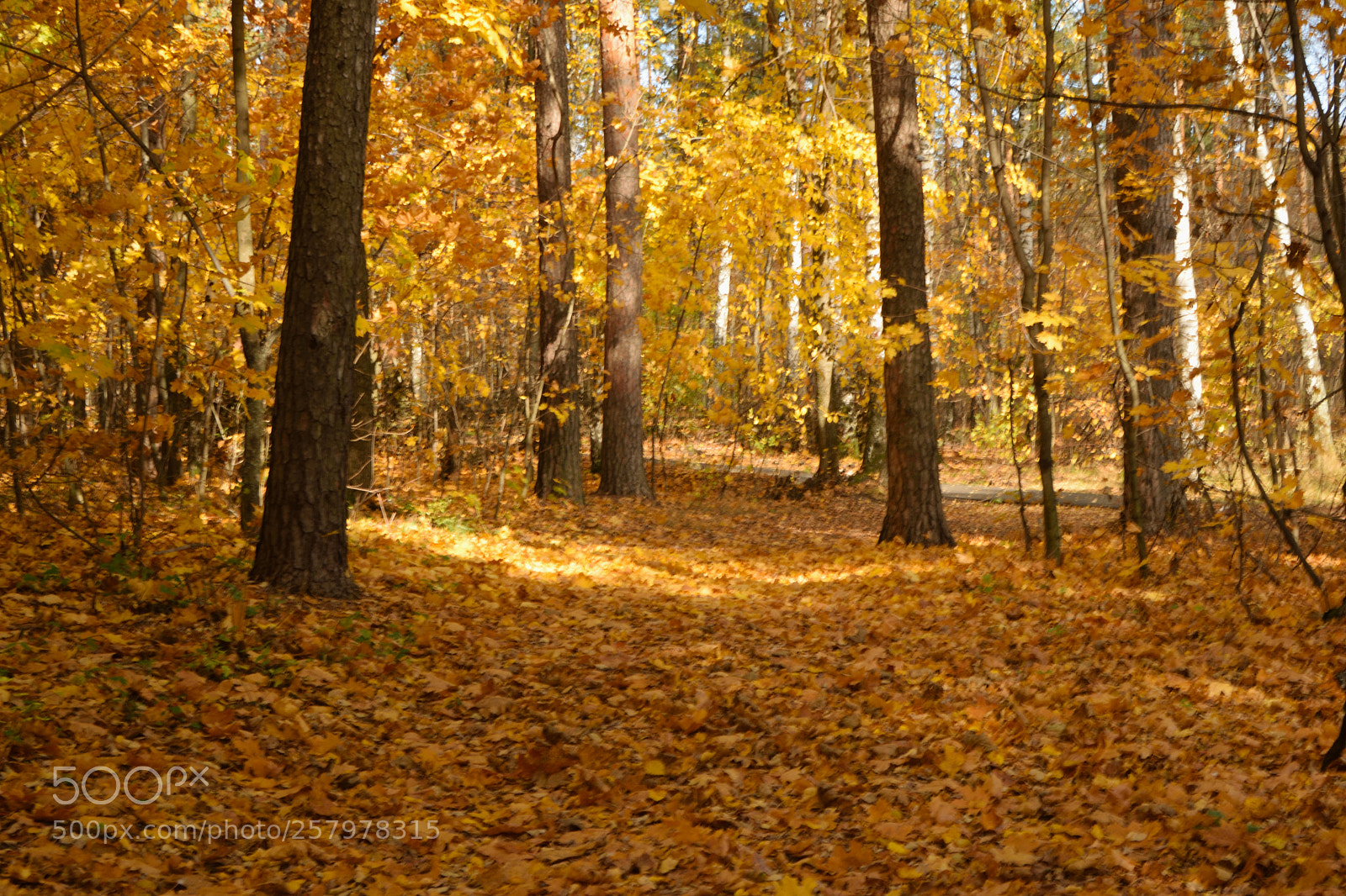 Nikon D3300 sample photo. Gold carpet of the photography