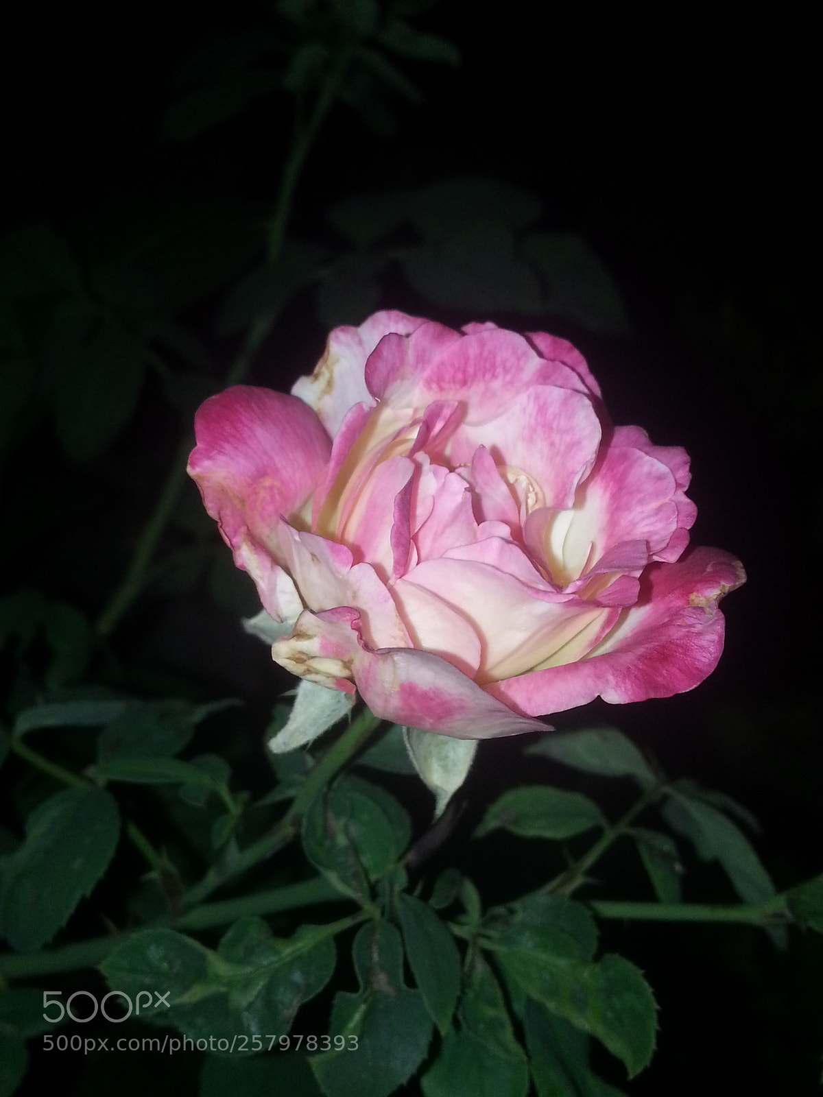 Samsung Galaxy Note2 sample photo. Untitled photography