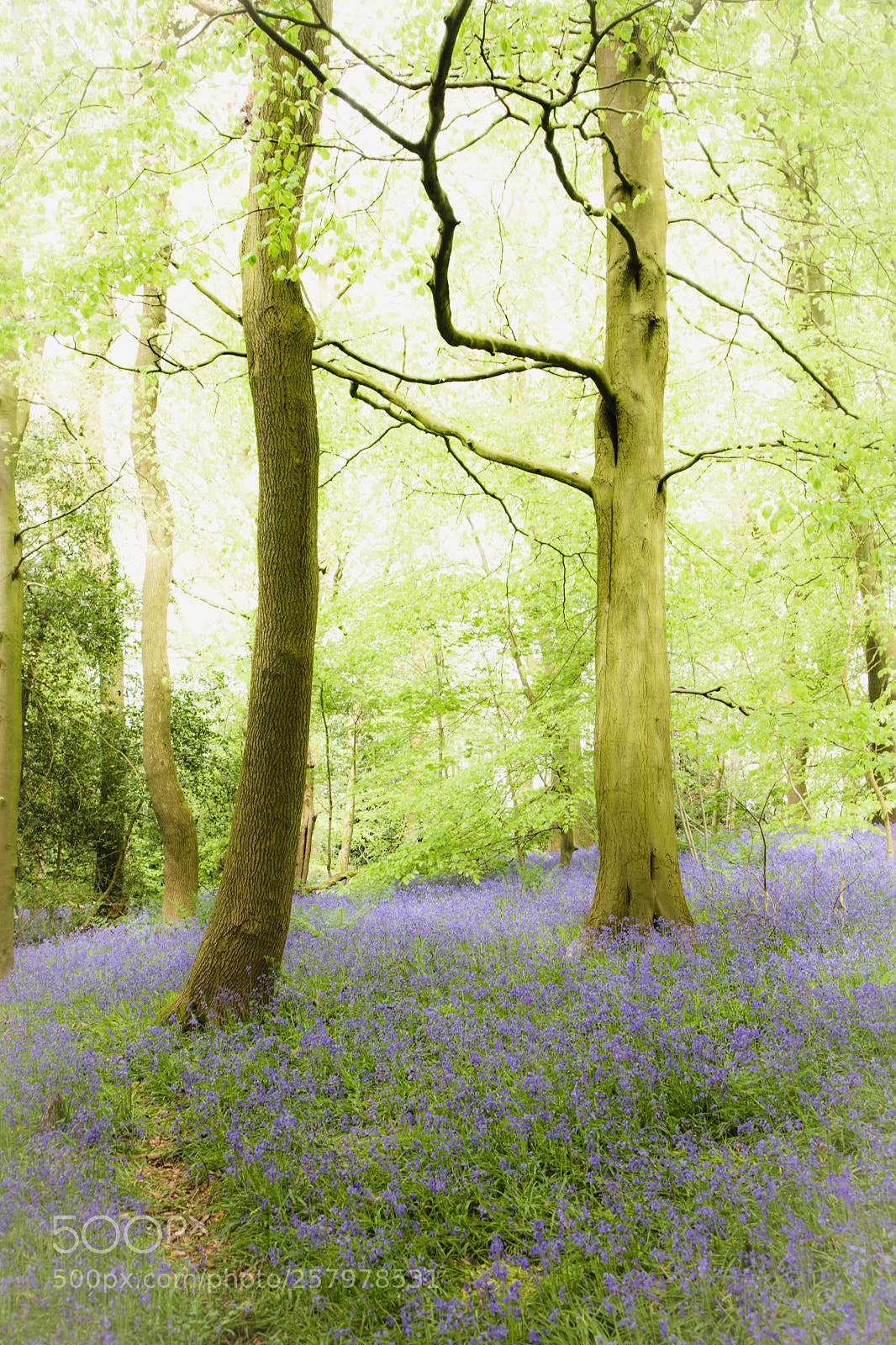 Canon EOS 6D sample photo. Bluebell wood photography